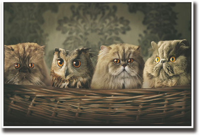 

Cat and Owls in basket Fine Art Print(12 inch X 18 inch, Rolled)