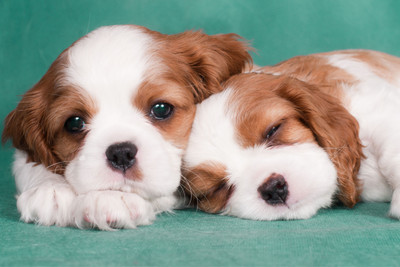 

Cute Puppy Poster for Kids Room Paper Print(12 inch X 18 inch, Rolled)