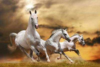 Horse Picture Canvas Art(16 inch X 24 inch)