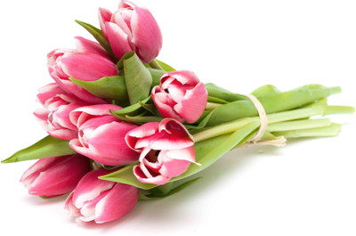 

Posterhouzz Flower Fine Art Print Poster Fine Art Print(12 inch X 18 inch, Rolled)