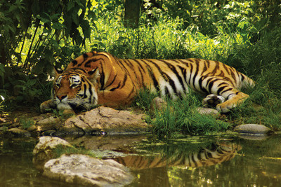 

TMS TIGER RESTING Paper Print(12 inch X 18 inch, Rolled)