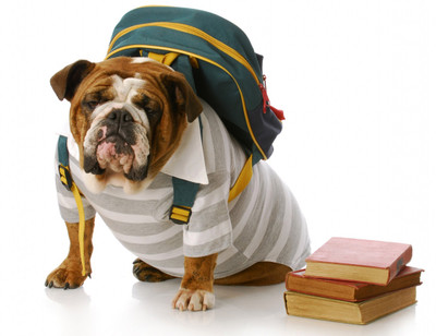 

Oshi - Bulldog in School Paper Print(12 inch X 18 inch, Streched)