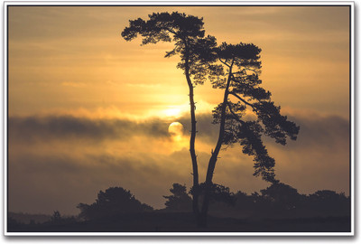 

Sun Shining Behind Tree Paper Print(12 inch X 18 inch)