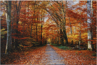 

Bm Traders Beautiful Orange Leaves Trees Unframed Wall Sticker Poster Big Fine Art Print(24 inch X 48 inch, Rolled)