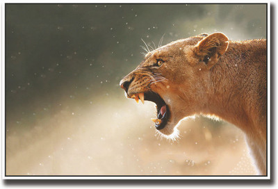 

Lioness Fine Art Print(12 inch X 18 inch, Rolled)