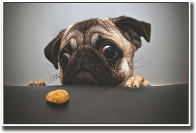 

Cute pug with a cookie Fine Art Print(12 inch X 18 inch, Rolled)