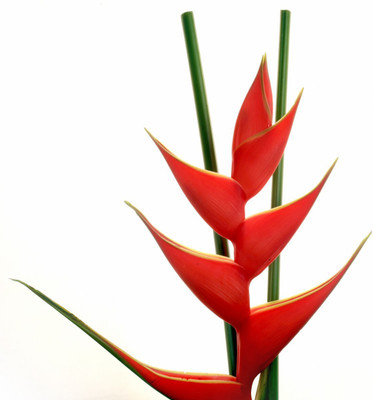 

Red Leaves - Medium Size Ready To Frame Rolled Digital Art Print On Photographic Paper(18 inch X 18 inch, Rolled)
