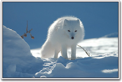 

Snow Fox Paper Print(12 inch X 18 inch)