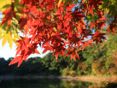 

Posterhouzz Autumn Fine Art Print Poster Fine Art Print(12 inch X 18 inch, Rolled)
