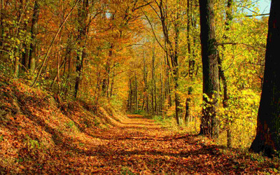

Posterhouzz Autumn Fine Art Print Poster Fine Art Print(12 inch X 18 inch, Rolled)