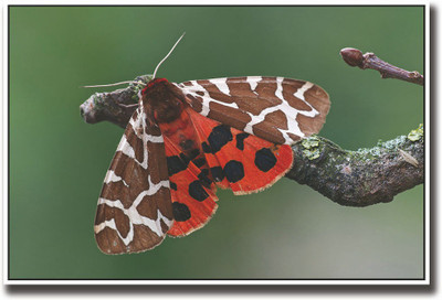 

Butterfly on a tree branch Fine Art Print(12 inch X 18 inch, Rolled)