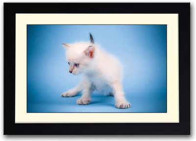 

Cute White cat Fine Art Print(14 inch X 20 inch, Framed)