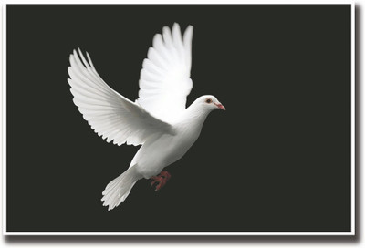 

White peace dove Fine Art Print(12 inch X 18 inch, Rolled)