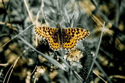 

Oshi - Yellow Butterfly Paper Print(12 inch X 18 inch, Stretched)