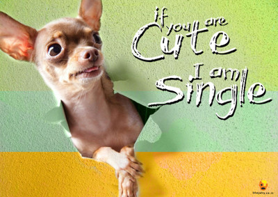 

Bheja Fry Poster If U R Cute, I'M Single (29.7 cm X 42 cm) Paper Print(11.69 inch X 16.53 inch, Rolled)