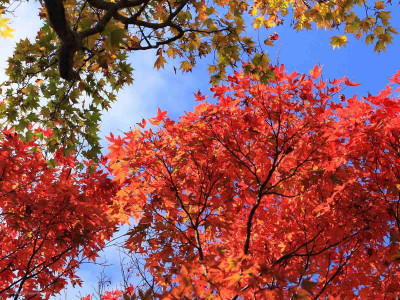 

Posterhouzz Autumn Fine Art Print Poster Fine Art Print(12 inch X 18 inch, Rolled)