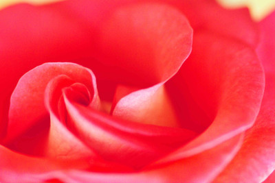 

Posterhouzz Flower Fine Art Print Poster Fine Art Print(12 inch X 18 inch, Rolled)