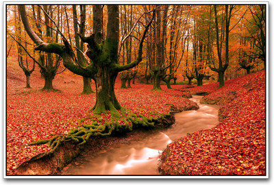 

Beautiful Red Forest Scenery Paper Print(12 inch X 18 inch)