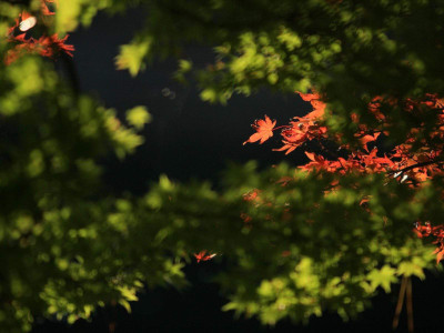 

Posterhouzz Autumn Fine Art Print Poster Fine Art Print(12 inch X 18 inch, Rolled)