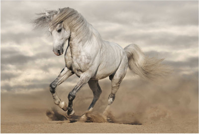 

White Horse Photographic Paper(13 inch X 19 inch, Rolled)