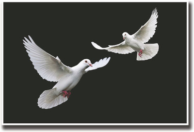 

Two White peace doves Fine Art Print(12 inch X 18 inch, Rolled)