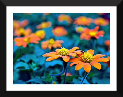 

Tallenge - Valentine’s Day Gift - Two Daisies - Premium Quality A3 Size Framed Poster Paper Print(17 inch X 12 inch, Framed)