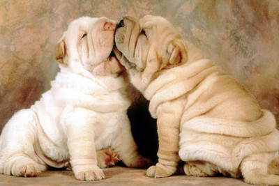 

Oshi - Cute Puppies Kiss Paper Print(12 inch X 18 inch, Streched)