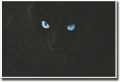 

Black cat with blue eyes Fine Art Print(12 inch X 18 inch, Rolled)