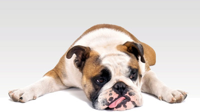 

Oshi - Sad Bulldog Paper Print(12 inch X 18 inch, Streched)