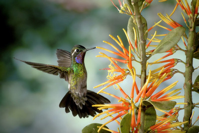 Oshi - Hummingbird (2) Paper Print(12 inch X 18 inch, Stretched)