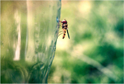 

insects Paper Print(19 inch X 13 inch, Rolled)