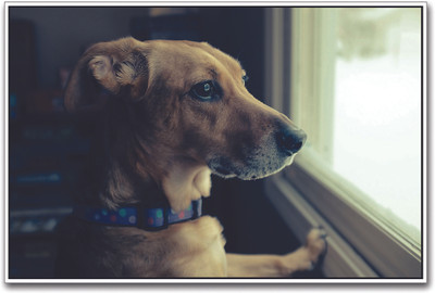 

Dog Looking Out the Window Paper Print(12 inch X 18 inch)