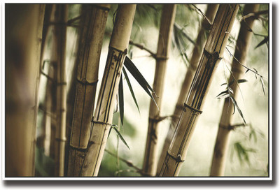 

Bamboo Tree Fine Art Print(12 inch X 18 inch, Rolled)