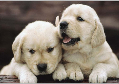 

Posterhouzz Cute WhIte Dogs Paper Print(12 inch X 18 inch, Rolled)