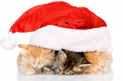 

Oshi - Christmas Cats (2) Paper Print(12 inch X 18 inch, Streched)
