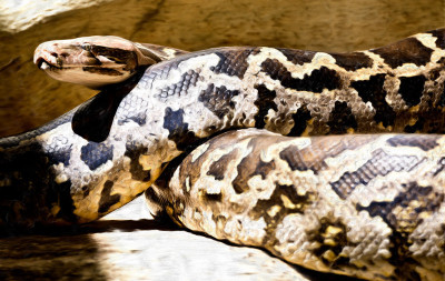 50% OFF on Deadly predator Canvas Art(15 inch X 24 inch)