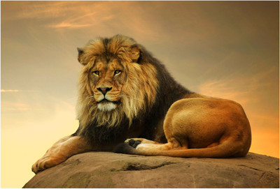 

Lion_Animals Wallpaper Paper Print(13 inch X 19 inch, Rolled)