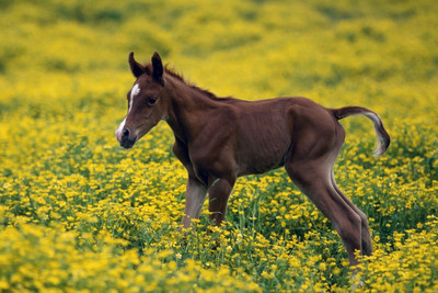 

Oshi - Horse in Field Paper Print(12 inch X 18 inch, Stretched)