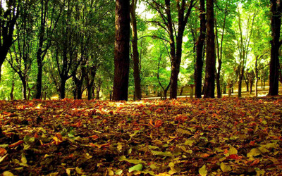 

Posterhouzz Autumn Fine Art Print Poster Fine Art Print(12 inch X 18 inch, Rolled)