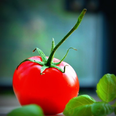 

Single Tomato - Medium Size Ready To Frame Rolled Digital Art Print On Photographic Paper(18 inch X 18 inch, Rolled)