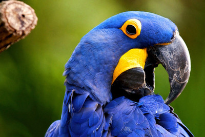 

Oshi- Beautiful Parrot (2) Paper Print(12 inch X 18 inch, Stretched)