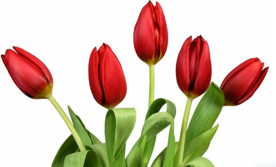 

Posterhouzz Flower Fine Art Print Poster Fine Art Print(12 inch X 18 inch, Rolled)