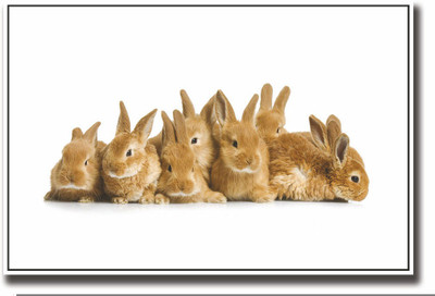 

Posterhouzz Bunny rabbits Fine Art Print(12 inch X 18 inch, Rolled)