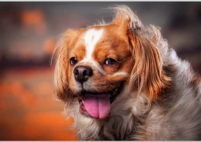 

Posterhouzz Cute Dog Paper Print(12 inch X 18 inch, Rolled)