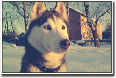 

Dog in snow Fine Art Print(12 inch X 18 inch, Rolled)
