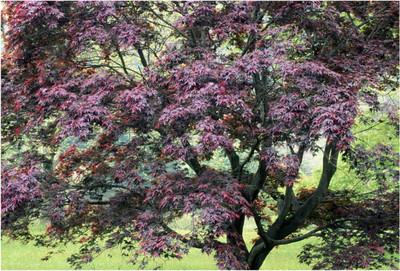 

Nature Paper Print(19 inch X 13 inch, Rolled)