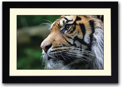 

Tiger Face Fine Art Print(14 inch X 20 inch, Framed)