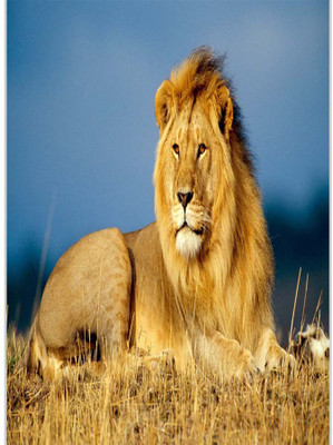 

Posterhouzz Silent Lion In Jungle Paper Print(18 inch X 12 inch, Rolled)
