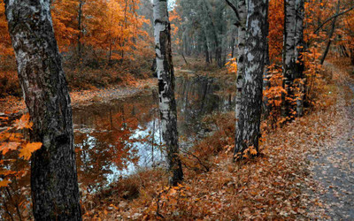 

Posterhouzz Autumn Fine Art Print Poster Fine Art Print(12 inch X 18 inch, Rolled)