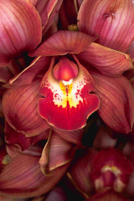 

Posterhouzz Flower Fine Art Print Poster Fine Art Print(18 inch X 12 inch, Rolled)